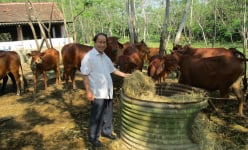 Nuôi lợn, nuôi gà, nuôi cả bò, một người Quảng Nam có doanh thu hơn 10 tỷ đồng/năm, là Nông dân Việt Nam xuất sắc