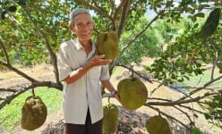 Trồng mít lạ, quả bự lại chả có hạt, ông nông dân Cần Thơ bán kiểu gì mà có tiền tỷ, nổi tiếng xa gần?