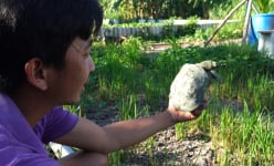 Nuôi đặc sản bò hàng đàn, đẻ la liệt trứng, nông dân Sóc Trăng đang chán vì giá bán bốc hơn mất một nửa
