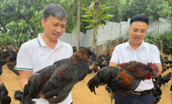 Nuôi gà, con thì đen trùi trũi, con lại màu hoa mơ, một nông dân Lào Cai được Thủ tướng tặng Bằng khen