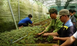 Tỉnh Quảng Nam điều chỉnh dự án bảo tồn, kiểm định sâm Ngọc Linh với tổng mức gần 20 tỷ đồng