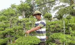 Loại cây cảnh có thân cây hình mặt khỉ này đang hot ở Tiền Giang, nhà nào trồng thành công là giàu