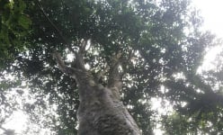 Loại cây cổ thụ vặt lá 'tiến vua' ở một huyện của Bình Định quý hiếm kiểu gì mà chính quyền cấm chặt phá