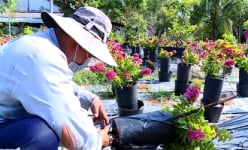 Loại cây cảnh đang hot này hễ tới thì là tuôn hoa như suối, cản chả kịp, dân nơi này ở Vĩnh Long giàu luôn