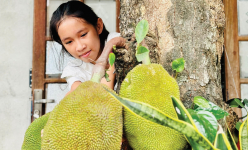 Vườn ở Huế thường trồng loại cây ra trái to bự, múi quả chín thơm khắp làng, cắn ngập chân răng ra mật ngọt
