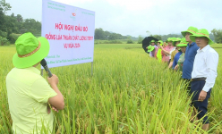 Hội nghị đầu bờ mô hình trình diễn giống lúa thuần TBR97