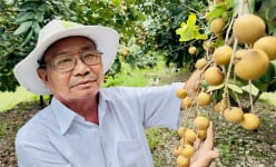 Nông dân Việt Nam xuất sắc 2024 đến từ Đồng Tháp là một người ham trồng cây đặc sản, làm từ thiện