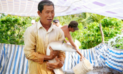 Tỷ phú nuôi cá chình đặc sản ở Cà Mau lần thứ 2 được bình chọn là Nông dân Việt Nam xuất sắc
