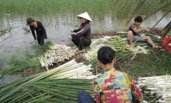 Loại cây dại xưa phạt đi chả xuể, nay ở Sóc Trăng dân nhổ đọt non làm rau đặc sản đãi bình dân, nhà giàu