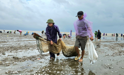 Con rom róm dạt đầy bãi biển, dân làng này ở Nghệ An gọi nhau ra vớt 'lộc', vậy con rom róm là con gì?