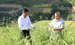 Trồng cây ý dĩ - là vị thuốc quý và hồng không hạt, nông dân xã biên giới Hà Giang thoát nghèo