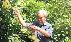 Nông dân một xã của Khánh Hòa thu hàng tỷ đồng nhờ mạnh dạn trồng các loại cây đặc sản này đây