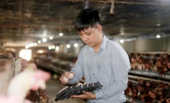 Gác bằng đại học, trai Hà Tĩnh về quê nuôi con vật siêu đẻ, doanh thu tiền tỷ, đó là con gì vậy?