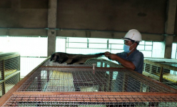 Nuôi con vật hoang dã 'ăn khỏe, đẻ đều' này, một ông nông dân Tiền Giang bán 10 triệu đồng/cặp