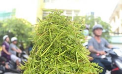 Loại rau rừng tên đọc 'đau mồm' mọc hoang vùng Đồng Tháp Mười ở Tiền Giang nay là rau đặc sản nhà giàu