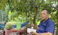 Chuyện lạ Bình Dương, chủ vườn phải mua trái cây đặc sản từ chính khu vườn do mình làm chủ đất, vì sao vậy?