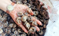 Đặc sản mùa mưa ở một vùng núi nổi tiếng An Giang là con vật bò chậm chạp, ăn bổ dưỡng này đây