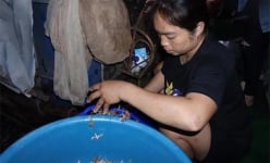 Vờ vờ là con gì mà 'được lòng' dân nhậu Hà Nội, có tiền chưa chắc mua được, tên nghe vài lần mới hiểu