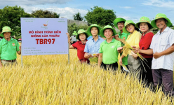Giống lúa TBR97 của ThaiBinh Seed được thương lái săn lùng với giá cao, nông dân Khánh Hòa phấn khởi