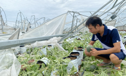 Cảnh tan hoang nhà màng, nhà lưới tiền tỷ của nông dân ở Bắc Ninh sau bão Yagi