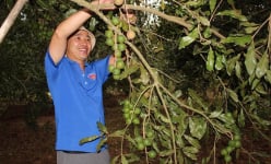 Ở Đắk Lắk có vườn trồng cây thấp tè ra trái quá trời, hái phơi khô bán 200.000 đồng/kg
