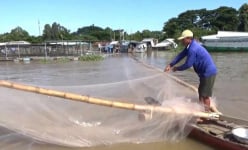 Cận cảnh đánh bắt loài cá đặc sản bé tí ở ngã ba sông nổi tiếng An Giang giữa cơn gió bấc xốn xang