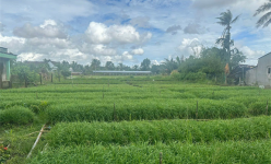 Đây là loại rau gì mà tốt um như rau dại, dân Hậu Giang trồng thành công, hễ cắt bán là hết sạch