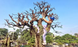 Ở Thanh Hóa có người đang phát giá cây cổ thụ này hơn 2 tỷ đồng, vỏ sần sùi như da voi