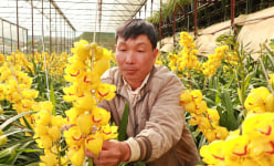 Trồng cây ra hoa quý tộc có tên “Hoàng hậu”, dân Đà Lạt 'bỏ túi' vài trăm triệu