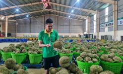 Trung Quốc cảnh báo với sầu riêng, mít Việt Nam, Cục Bảo vệ thực vật đưa ra khuyến cáo