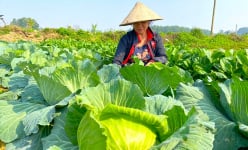 Nông dân ven sông La ở Hà Tĩnh trồng rau Tết, bắp cải to ú ụ, rau mùi thơm khắp đồng