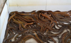 Nuôi lươn dày đặc ở Kiên Giang, một nông dân bắt 10 tấn bán giá cao, còn 2 tấn bán làm đặc sản Tết