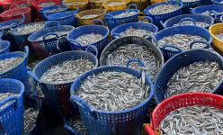 Loại cá có protein cao hơn cá ngừ, giàu omega 3 làm nên vị đậm đà của nước mắm Nha Trang 100 năm qua