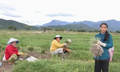 Loại cây ra củ thơm tốt um đang được dân 2 huyện ở Ninh Thuận đào, nhổ lên kịp giao cho thương lái