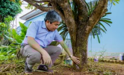 Cận cảnh các cây mai vàng 5 cánh vạn người mê trong vườn rau của một thầy giáo ở Đắk Lắk