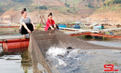 Trên hồ thủy điện lớn nhất miền Bắc ở Sơn La, người dân nuôi cá lồng kiểu gì, kéo lưới toàn con to