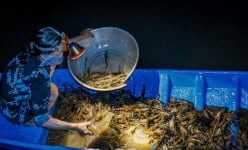 Ban đêm, nơi này của Cà Mau, dân thả thứ cây này xuống, tôm càng xanh to bự say đứ đừ nằm la liệt