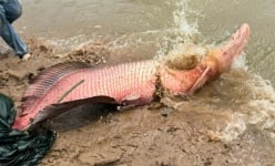100 con cá khổng lồ bơi dưới cái ao ở An Giang, bắt 1 con 2 người khiêng mới nổi, đó là loài cá ggìc