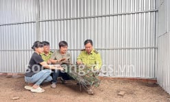 Con động vật hoang dã xuất xứ Ấn Độ ăn xoài, ổi, nuôi thành công ở Sóc Trăng, bán 1,2 triệu/con giống