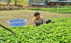 Loại rau ngon, giúp giải độc, sát trùng, trồng thành công ở Bạc Liêu, hễ đất ẩm tốt um bóng lá