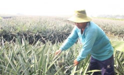 Loại cây lá mọc gai nhọn ra quả ngon này ở Long An đang tăng giá tốt, cắt 15ha có nhà trúng lớn