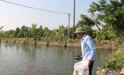 Ở Hưng Yên có 760 trang trại lớn, trồng cây gì, nuôi con gì mà thu tiền tỷ, có nhà doanh thu 10 tỷ/năm?