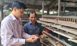 Hai ông nông dân Bình Phước mỗi ông nuôi một loài chim, hễ đẻ là cản chả kịp, nhà nào cũng giàu lên