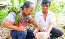Một loài động vật hoang dã bé tí ti ở vùng núi nổi tiếng này của An Giang mà làm được cái tổ khổng lồ