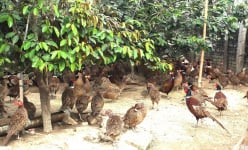 Con vật quý hiếm này có tên trong sách Đỏ, nuôi như gà ta ở một nơi của Nghệ An, bán 200.000 đồng/kg
