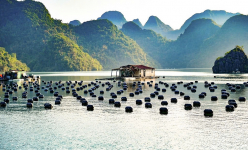 Chi hội nuôi biển Vân Đồn ở Quảng Ninh xây dựng chuỗi liên kết Rong – Hàu 5 sao