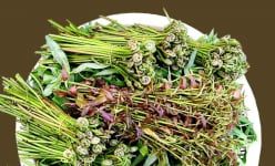 Vô một khu rừng ở Cà Mau bứt thứ rau dại đọc hơi 'đau mồm' này, xưa rau nhà nghèo, nay là đặc sản