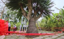 Một cây cổ thụ thân hình kỳ dị, bề thế đã 200 tuổi ở Bến Tre là Cây di sản Việt Nam