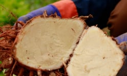 Ở Lào Cai dân trồng thứ cây tốt um, cuối năm tàn tạ, cuốc một nhát bật lên mỗi một củ, thiên hạ bất ngờ