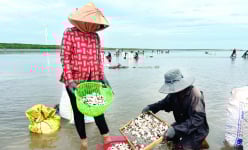 Ở vùng biển này của Bến Tre có con vật gì nằm la liệt, bán 'giá hạt giẻ' mà dân canh phòng ngày đêm?
